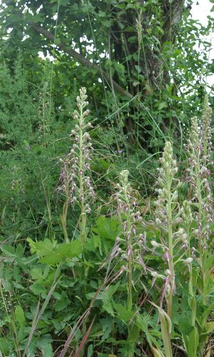 Reg. VENETO Prov. Vicenza 16-05-2014