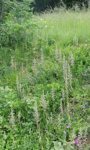 Reg. VENETO Prov. Vicenza 16-05-2014