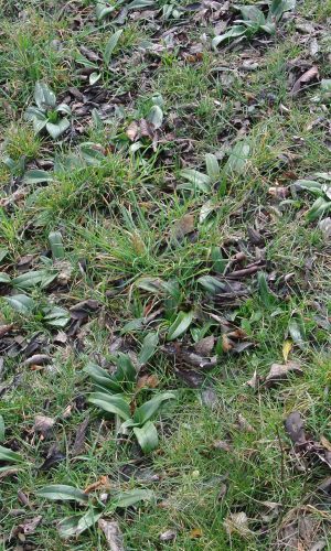 Foglie Reg. VENETO Prov. Vicenza 05-03-2017