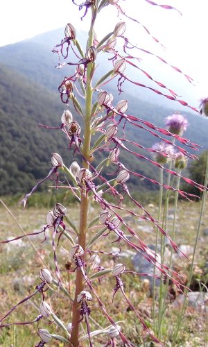 Reg. BASILICATA Prov. Potenza 24-07-2017