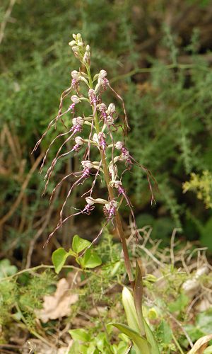 Reg. VENETO Prov. Vicenza 10-05-2020