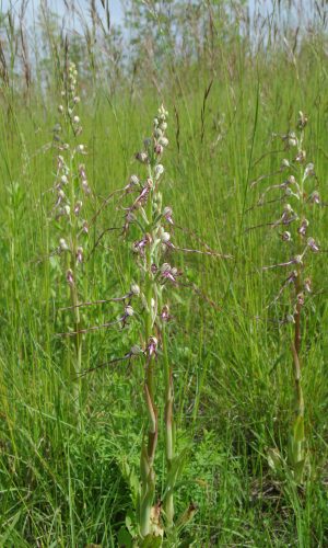 Reg. VENETO Prov. Vicenza 22-05-2021