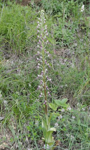 Reg. VENETO Prov. Vicenza 22-05-2021