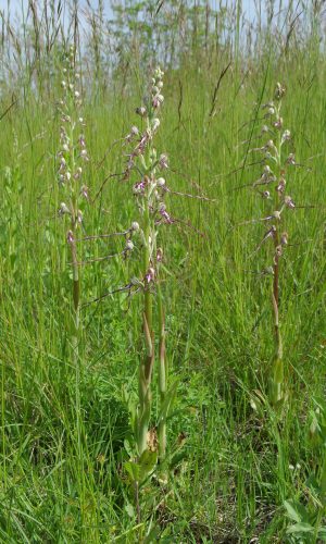 Reg. VENETO Prov. Vicenza 22-05-2021