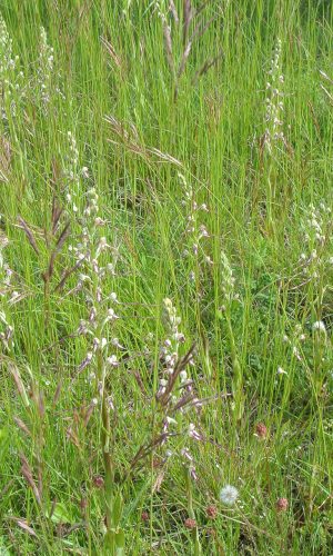 Reg. VENETO Prov. Vicenza 22-05-2021