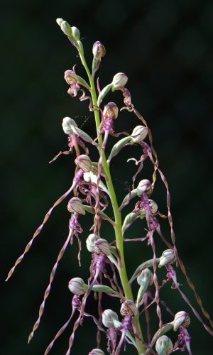 Reg. VENETO Prov. Vicenza 21-05-2022