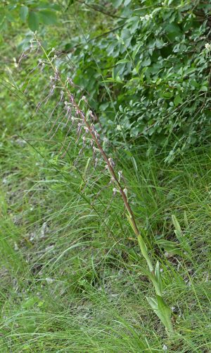 Reg. VENETO Prov. Vicenza 28-05-2023