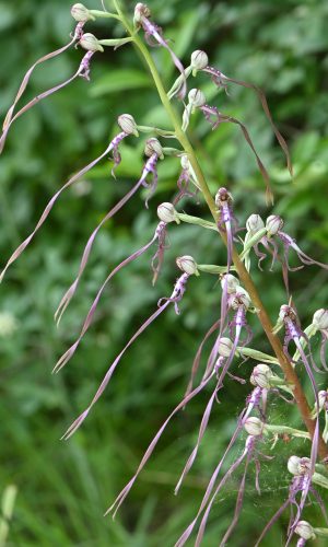 Reg. VENETO Prov. Vicenza 28-05-2023