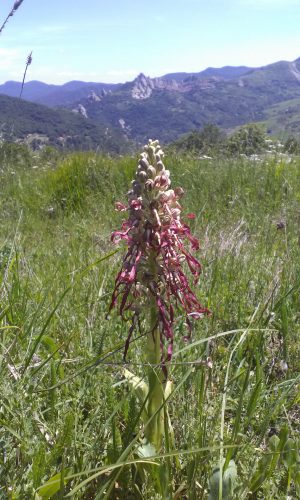 Reg. BASILICATA Prov. Potenza 13-05-2018