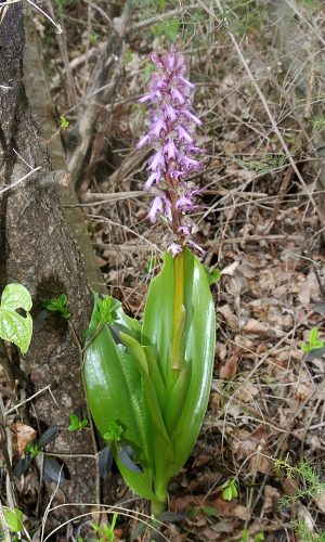 Reg. VENETO Prov. Vicenza 18-03-2017