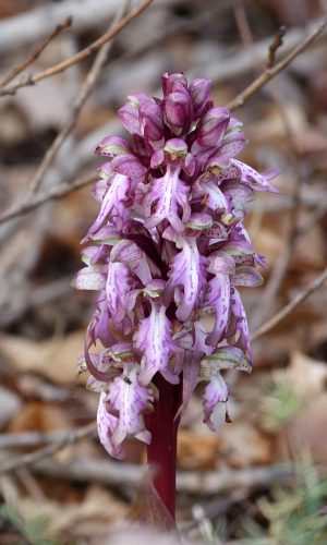 Reg. VENETO Prov. Vicenza 16-02-2020