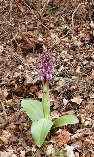 Reg. VENETO Prov. Vicenza 04-02-2022