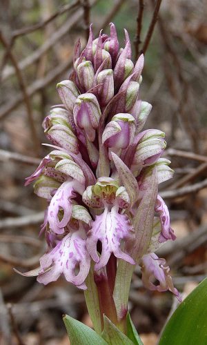 Reg. VENETO Prov. Vicenza 04-02-2022