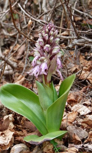 Reg. VENETO Prov. Vicenza 04-02-2022