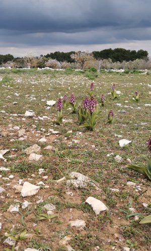 Biotopo Reg. PUGLIA Prov. Bari 26-02-2022