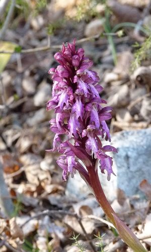 Reg. VENETO Prov. Vicenza 19-03-2022