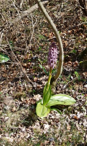 Reg. VENETO Prov. Vicenza 19-03-2022