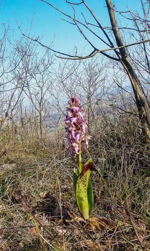 Reg. VENETO Prov. Vicenza 19-03-2022