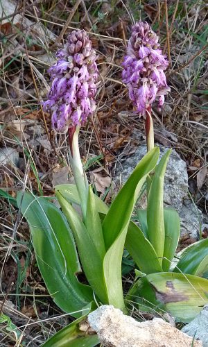 Reg. VENETO Prov. Vicenza 19-03-2022