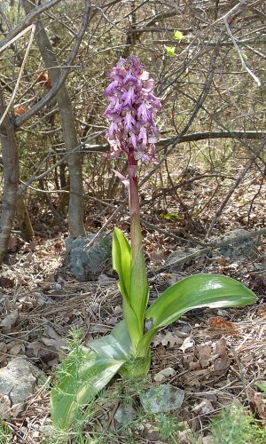 Reg. VENETO Prov. Vicenza 19-03-2022