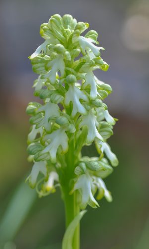 Esemplare albiflora Reg. LIGURIA Prov. Savona 09-04-2010