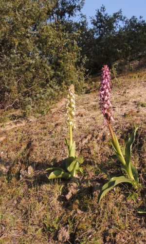 Esemplare albiflora Reg. SARDEGNA Prov. Nuoro 10-04-2016