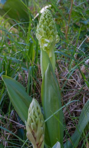 Esemplare albiflora LIGURIA Prov. Savona 30-01-2022