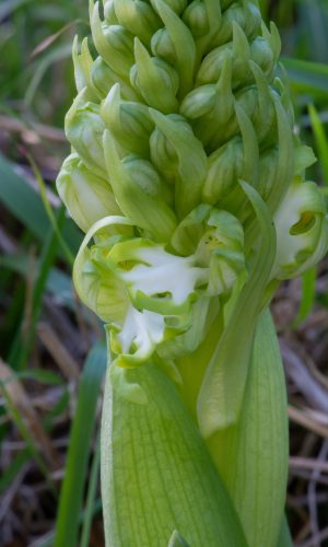 Esemplare albiflora Reg. LIGURIA Prov. Savona 30-01-2022