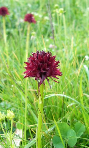 Reg. TRENTINO-ALTO ADIGE Prov. Trento 10-07-2021