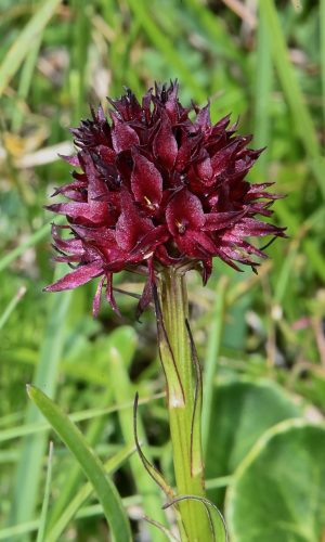 Reg. TRENTINO-ALTO ADIGE Prov. Trento 11-07-2023