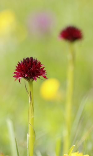 Reg. TRENTINO-ALTO ADIGE Prov. Trento 05-07-2024