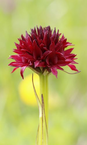 Reg. TRENTINO-ALTO ADIGE Prov. Trento 05-07-2024