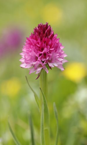 Reg. TRENTINO-ALTO ADIGE Prov. Trento 20-07-2024