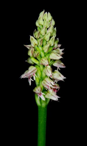 Reg. TOSCANA Prov. Livorno 16-04-2011