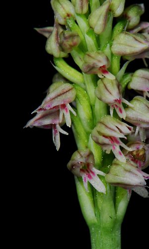 Reg. TOSCANA Prov. Livorno 16-04-2011