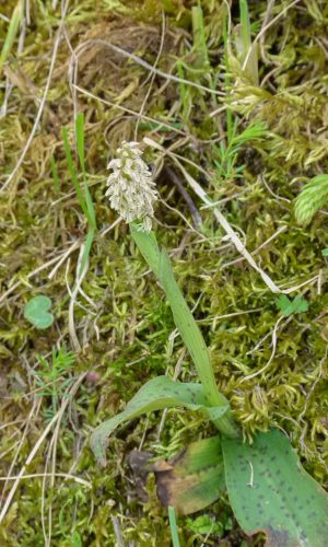 Reg. BASILICATA Prov. Potenza 20-05-2012