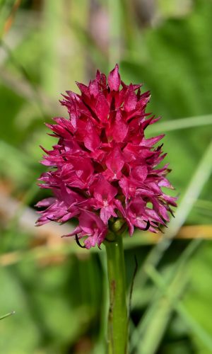 Reg. TRENTINO-ALTO ADIGE Prov. Trento 11-07-2023