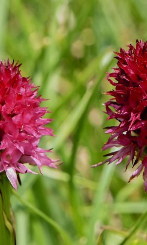 Reg. TRENTINO-ALTO ADIGE Prov. Trento 11-07-2023