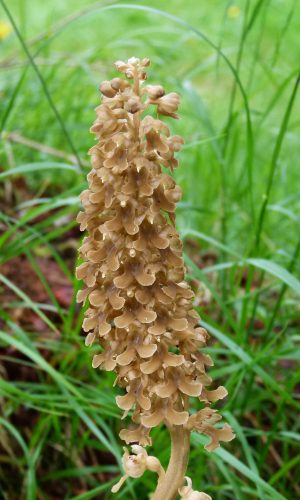 Reg. TRENTINO-ALTO ADIGE Prov. Trento 09-07-2014