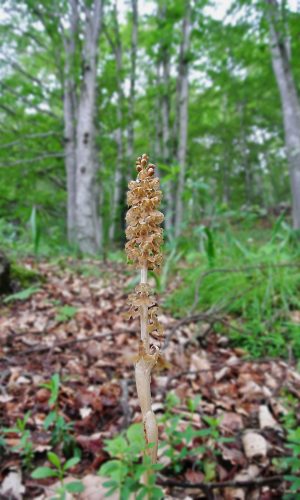 Reg. VENETO Prov. Verona 12-06-2016