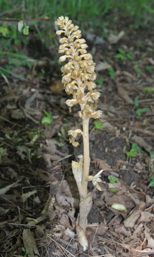 Reg. VENETO Prov. Vicenza 08-05-2021