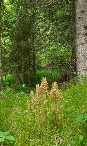 Reg. VENETO Prov. Belluno 17-06-2023