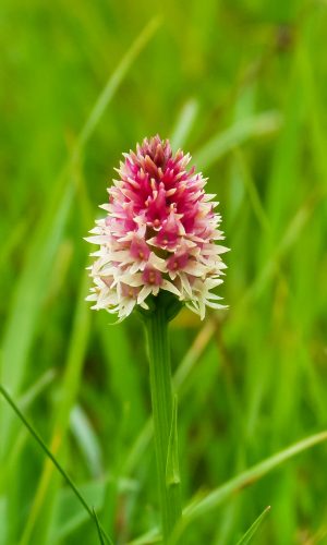 Colorazione pallida Reg. TRENTINO-ALTO ADIGE Prov. Trento 09-07-2014