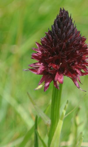 Reg. TRENTINO-ALTO ADIGE Prov. Trento 09-07-2014