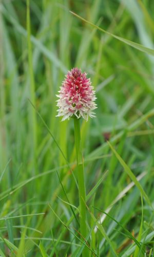 Colorazione pallida Reg. TRENTINO-ALTO ADIGE Prov. Trento 09-07-2014