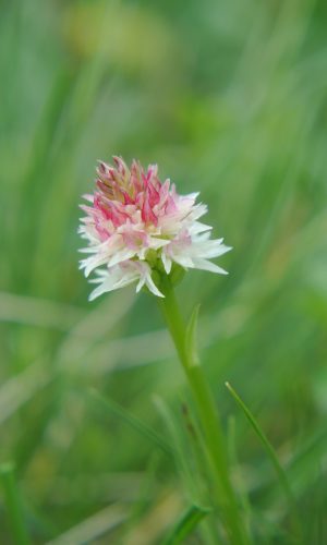 Colorazione pallida Reg. TRENTINO-ALTO ADIGE Prov. Trento 09-07-2014