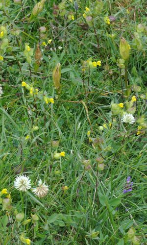 Colorazione pallida Reg. TRENTINO-ALTO ADIGE Prov. Trento 09-07-2014