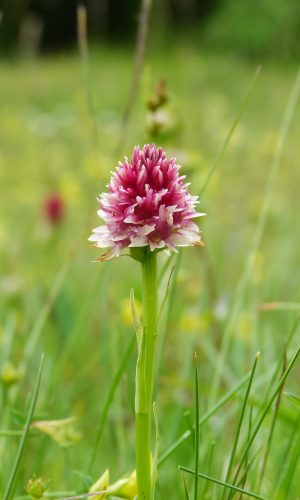 Colorazione pallida Reg. TRENTINO-ALTO ADIGE Prov. Trento 09-07-2014