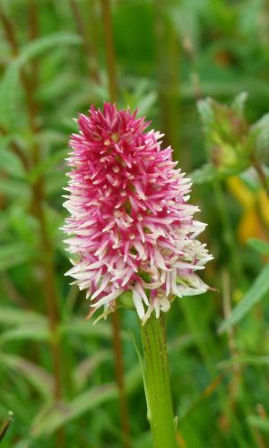Colorazione pallida Reg. TRENTINO-ALTO ADIGE Prov. Trento 09-07-2014