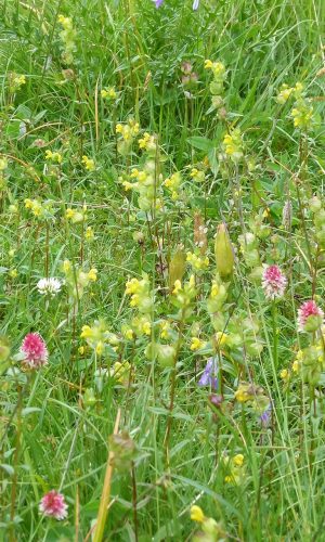 Colorazione pallida Reg. TRENTINO-ALTO ADIGE Prov. Trento 09-07-2014